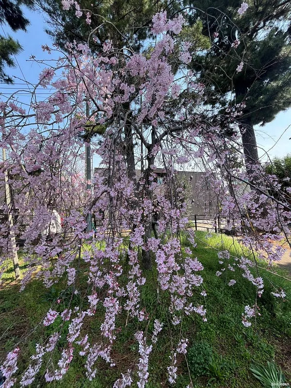 2025年,開於真間川兩側的枝垂櫻(しだれ桜)。