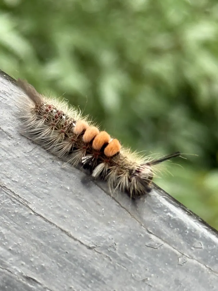 2026/01/24 毛毛蟲