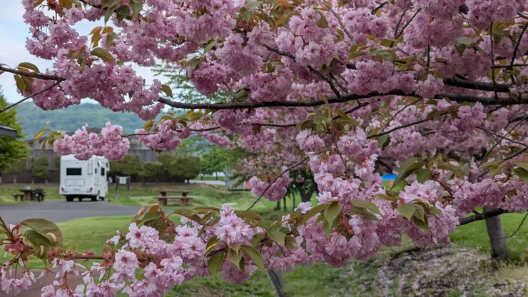 洞爺湖財田露營場-五月了還能看到櫻花是此次最大驚喜