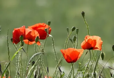 Giovanna 在教育的異想世界