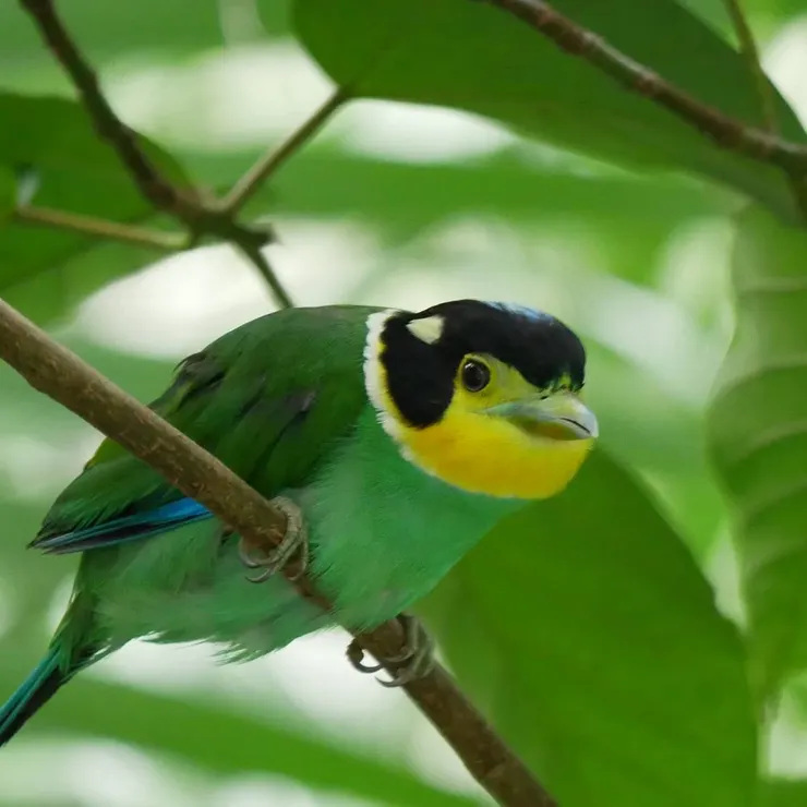 觀鳥籠中的觀察距離很近