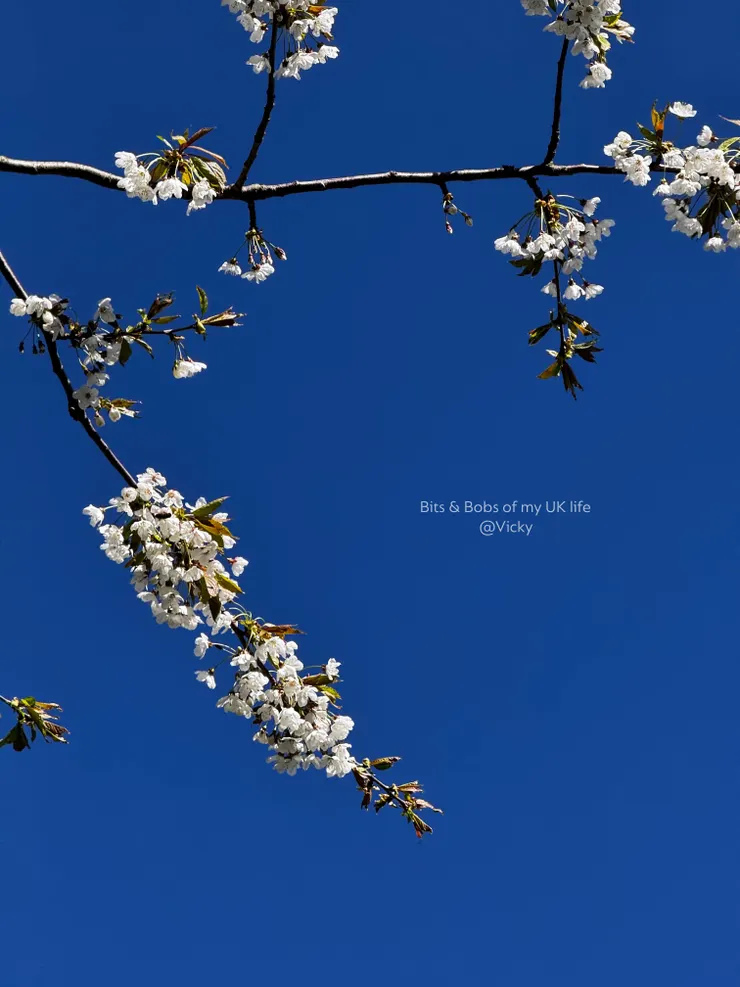 杜倫山上宿舍群附近的櫻花樹