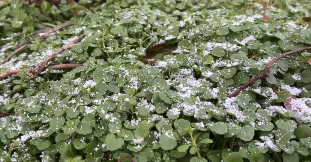 三石打字機的沙龍