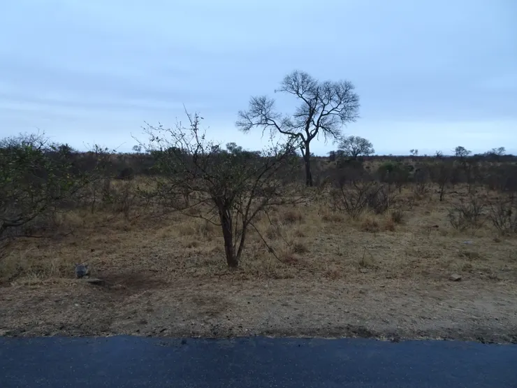 克魯格國家公園早晨