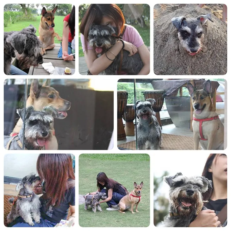 我 的 家 人 之 一 【 麻 雪 】