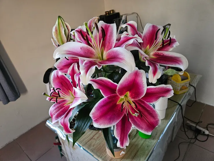 某天心血來潮買的香水百合，花就是你誇她她就會長的好的生物