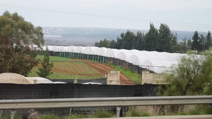 跟台灣的網室種植類似