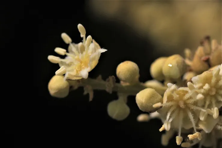 龍眼花心都是滿滿的蜜，就是我們熟悉的龍眼蜂蜜。