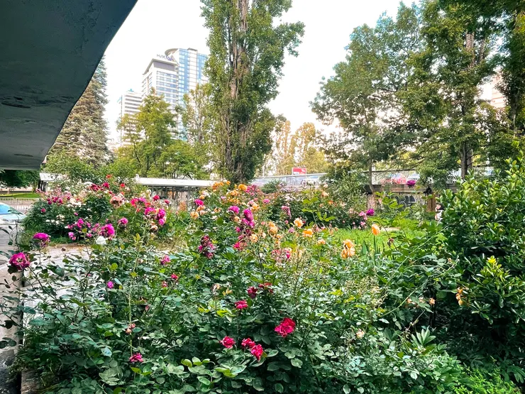 城市中隨處可見的玫瑰花，家家戶戶的陽台、花園也都可以看見。