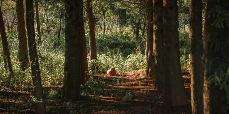 暖金色調的陽光灑落在樹林的狹縫間