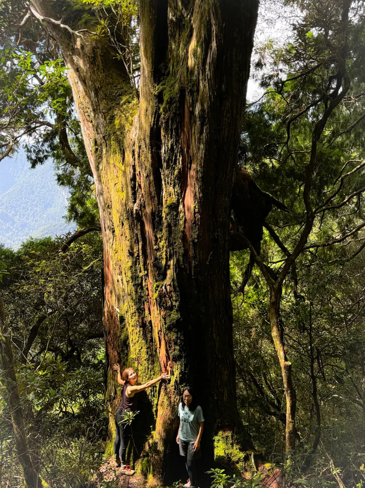 好巨大的神木，抱一抱摸一摸，下次再見不曉得何年何月了～