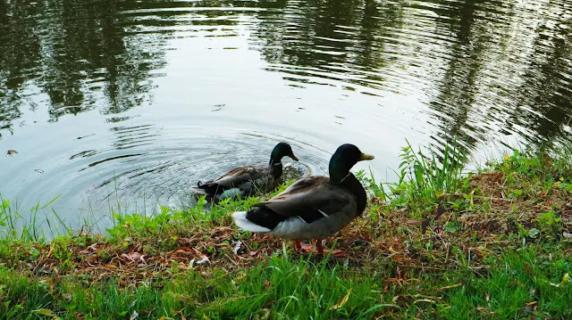 路邊隨處可見的鴨子