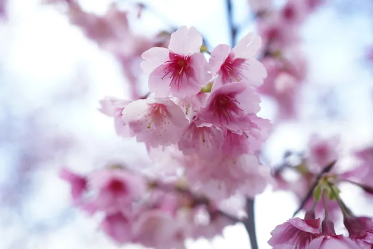 自由業的平菁街櫻花