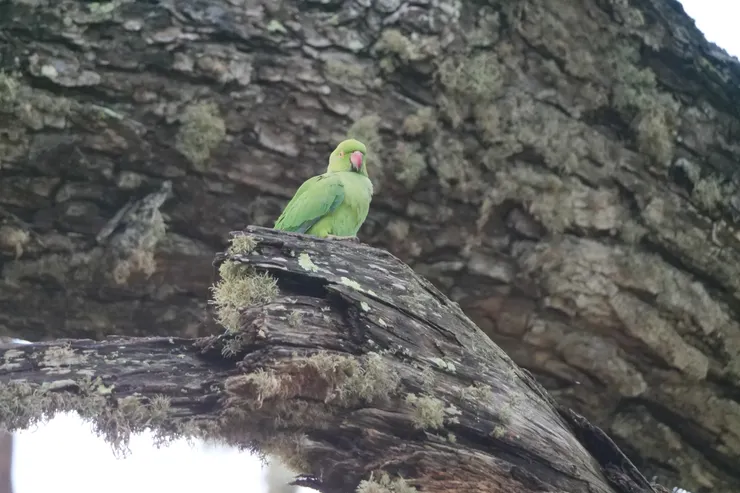 Rose ringed Parakeet