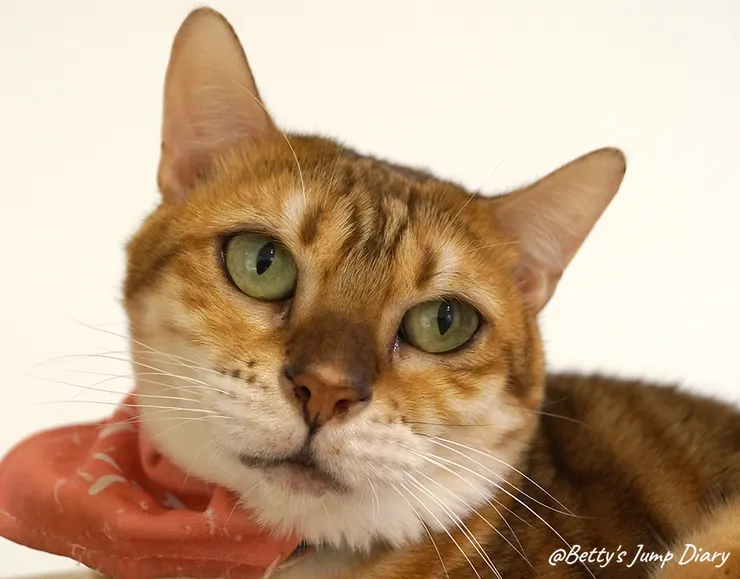 ▲踏踏咖啡-貓咪/圖片來源：Betty's Jump Diary