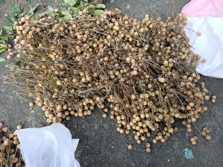 超多龍眼,幾乎都送人了!因為我們都不愛吃😆