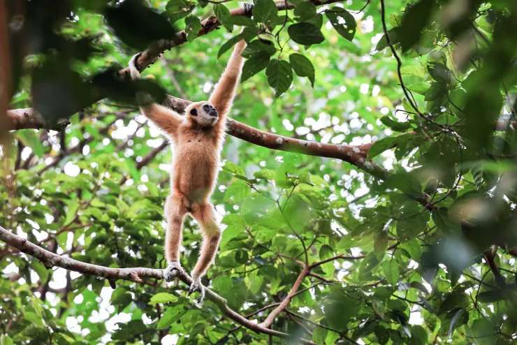 擺盪中的白掌長臂猿