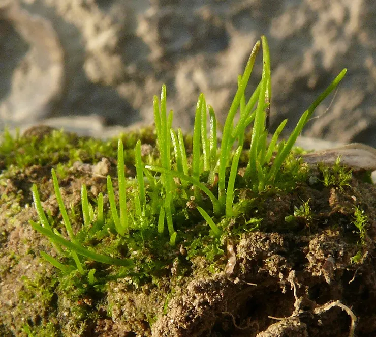 田間角蘚。圖片取自維基百科