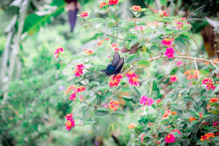 南投埔里蝴蝶真的很多，在多肉秘境遇到這隻美麗的蝴蝶。