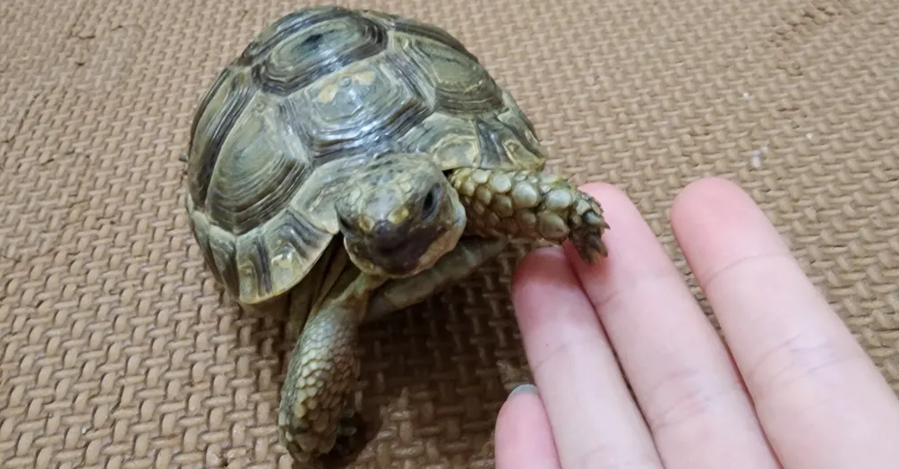 一位說書人的生命故事與靈魂契約