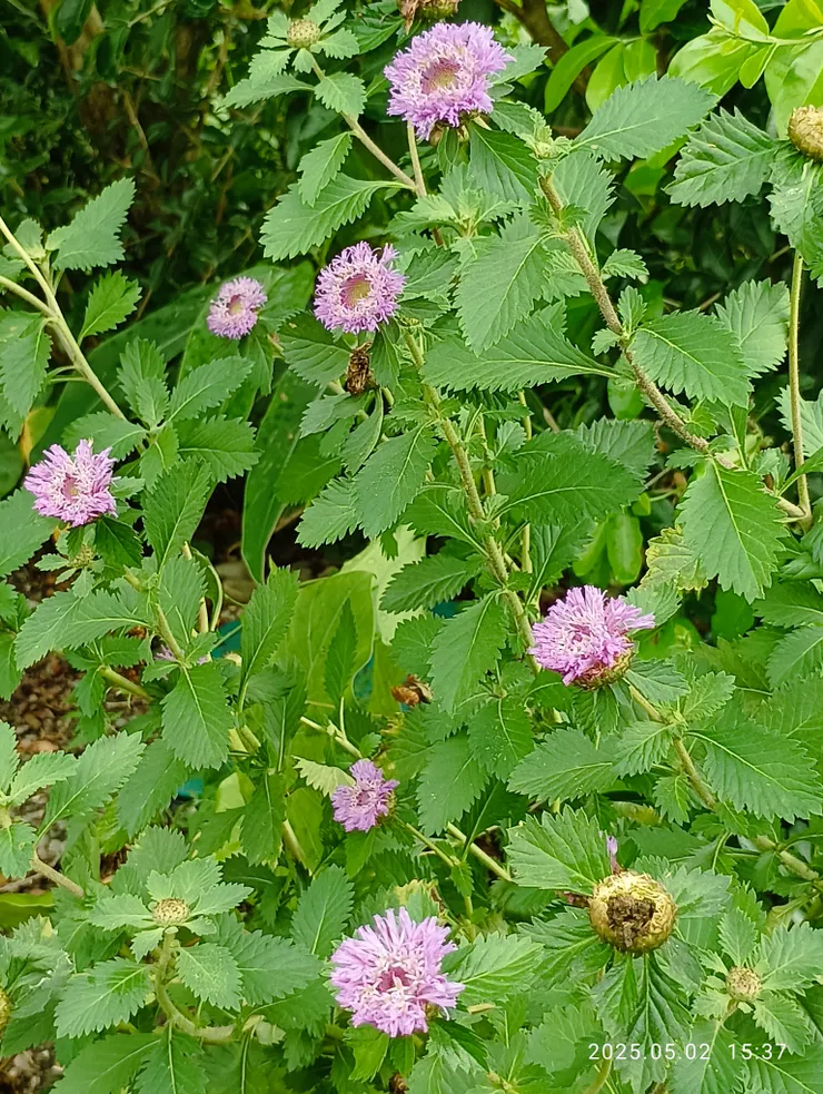 藍冠菊，自拍攝