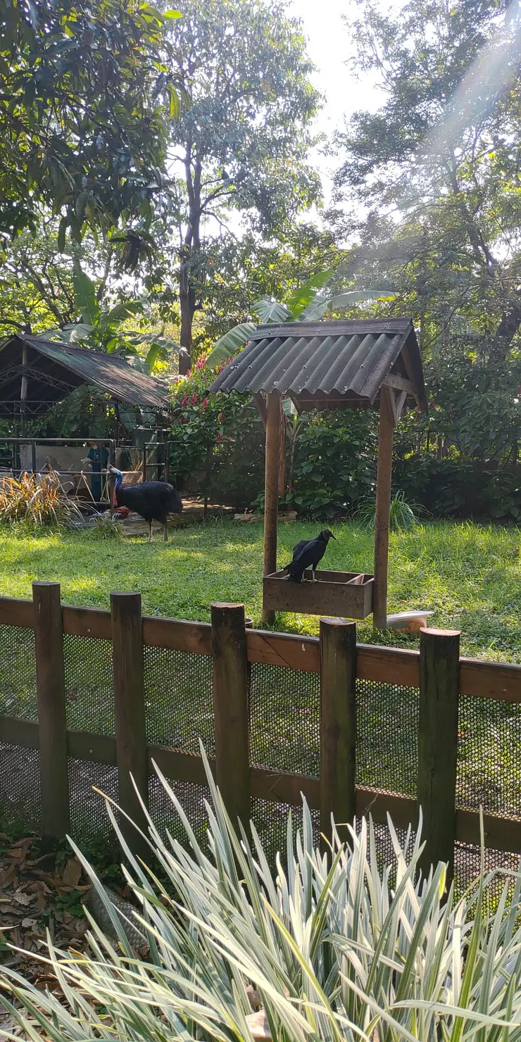 可憐大鳥東西都被搶光光ＱＱ，在園區不會飛就是沒鳥權，東西都沒得吃