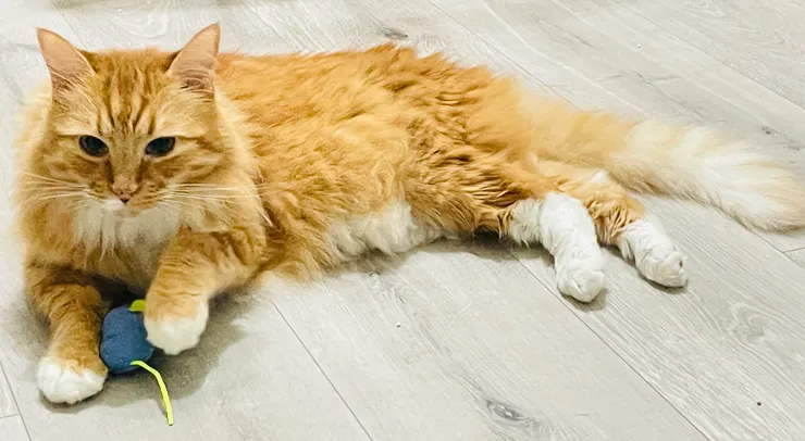 已經 11 歲的胖橘，仍然對於各種玩具擁有高度興趣，並自行發明不同玩法。