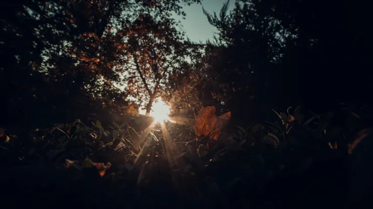 Photo by Sylvester Sabo on Unsplash