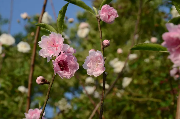 3/5起到3/20 是二十四節氣中的驚蟄  驚蟄三候：桃始華，倉庚鳴，鷹化為鳩  古人十分具像地形繪這份大地復甦的氣象：一開始的五天桃花開始盛放；再過五天黃鸝鳥也開始鳴叫了；再過五天布穀鳥也開始飛來飛去了！