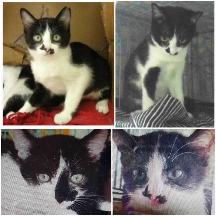 領養時7個月大,兩隻呆頭呆腦的小朋友們