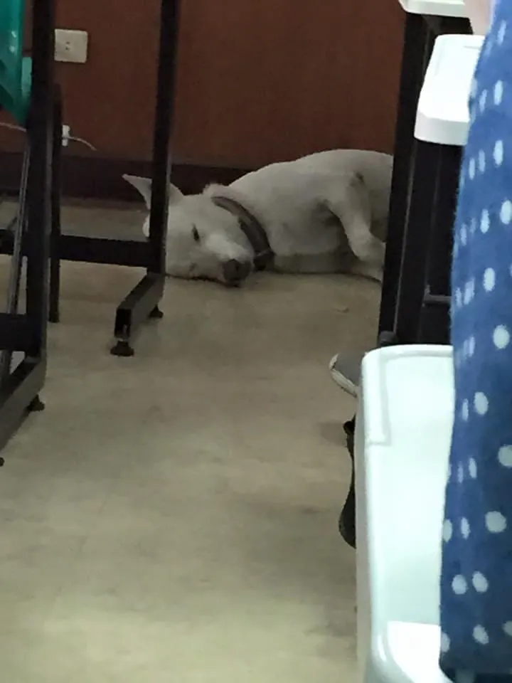 屏東的夏天非常熱！大白一起進來聽課兼吹冷氣度估💤