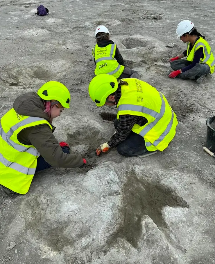 圖片來源：Emma Nicholls/Oxford University Museum of Natural History