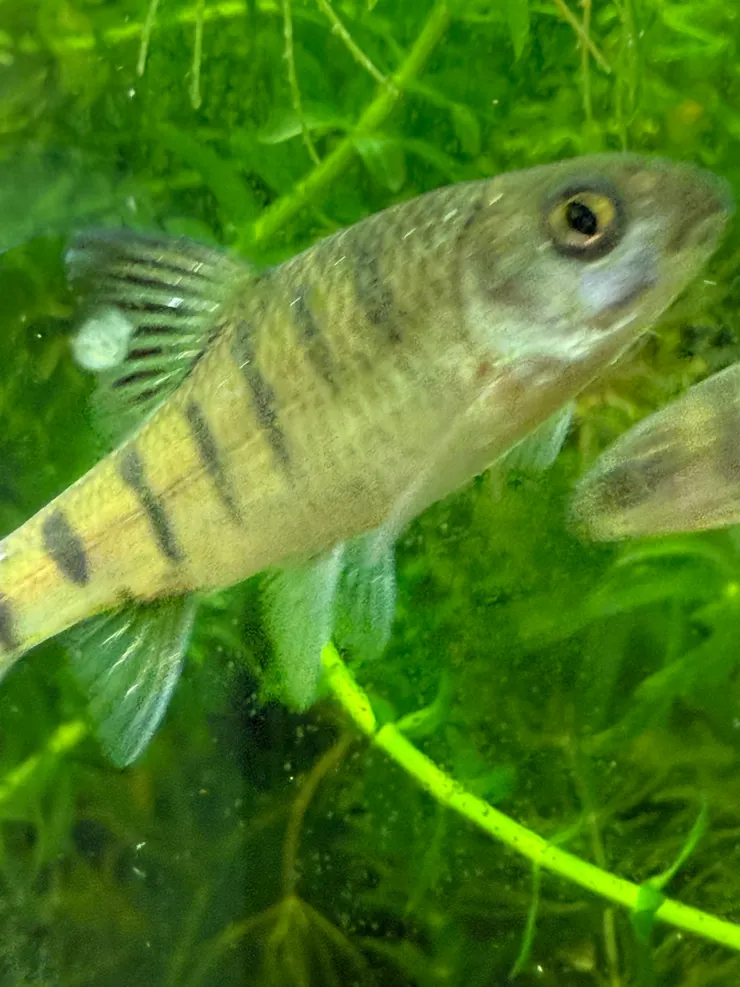 2025/10/25 大姐家的魚缸