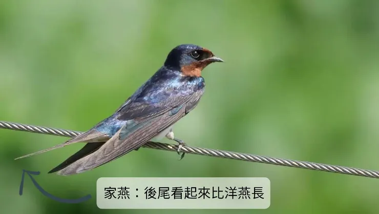 尾巴較長的是家燕