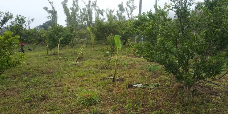 拉線標示一公尺寬的走道，其他空間都要種滿植物