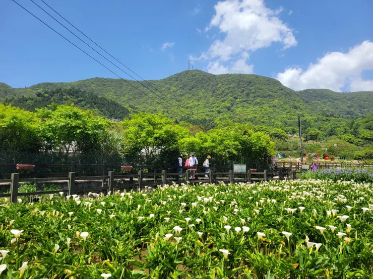這些芋頭花是來拿來賺錢的😂