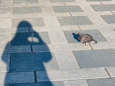 夢 變成冰棒的小鳥