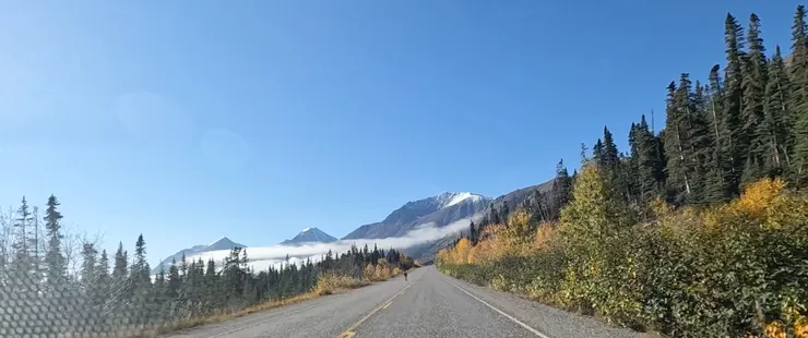 克朗迪克公路上巧遇小駝鹿