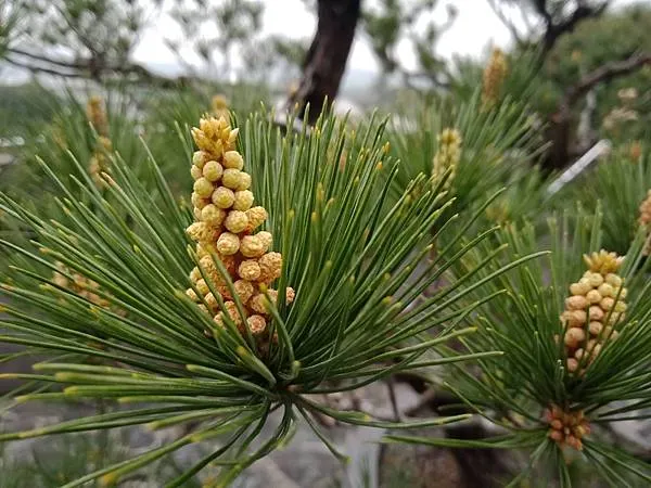 松花，攝於 嘉義竹崎 清華山德源禪寺