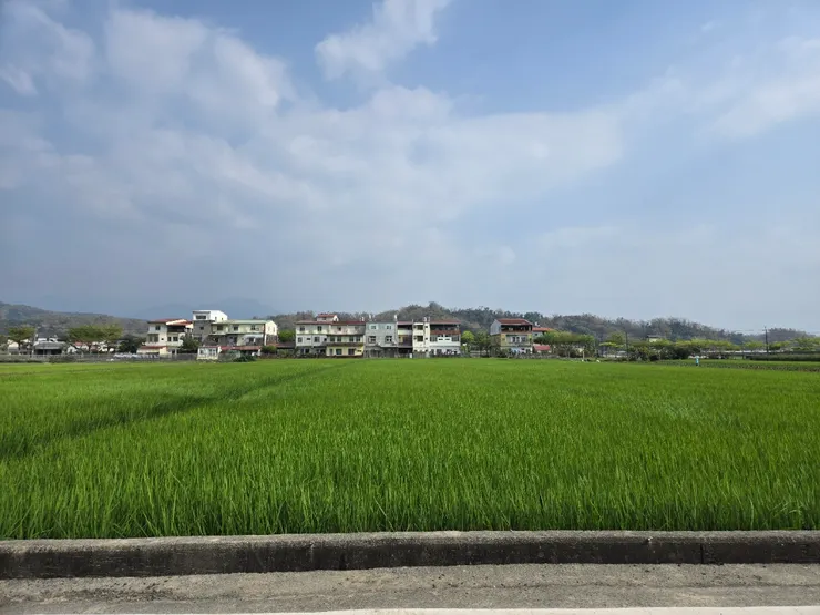 綠油油稻田