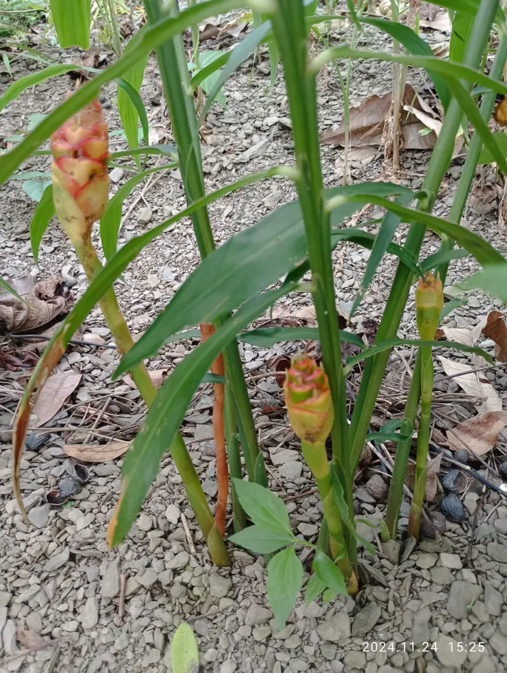 原民山上種的薑，底部的是薑花，薑科的花幾雷同，自拍攝