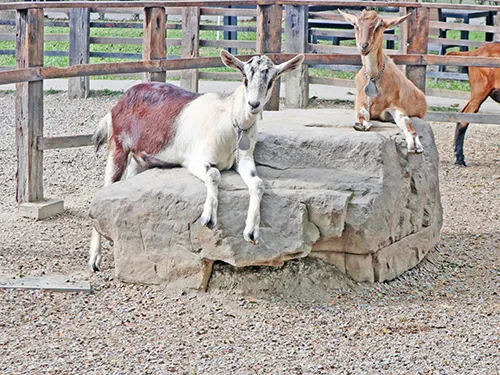 高雄華一休閒農場的可愛小羊，在放牧區石頭上休息，真的好可愛。