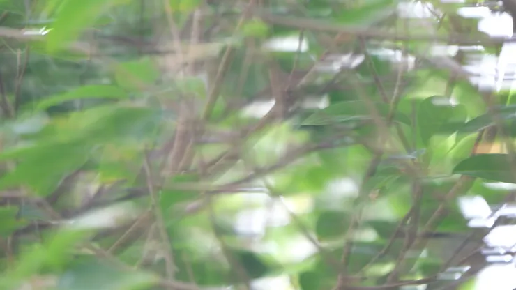 當日其實拍了一千多幅相，其中七百多幅也是這樣🤣🤣🤣柳鶯跳太快，對焦不能