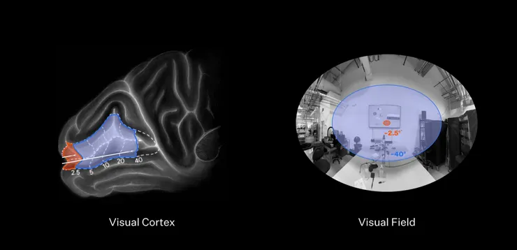視覺皮質層與視野範圍的對比