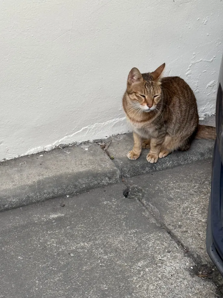 2025/12/22 牆角的貓