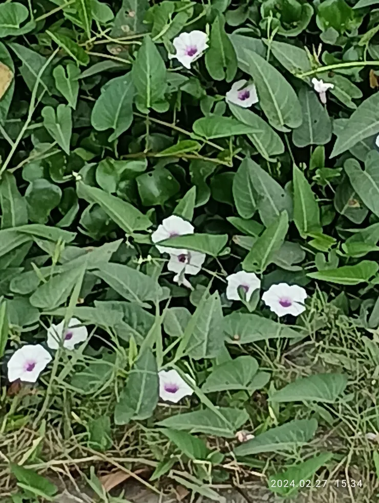 水岸空心菜花笑迎春