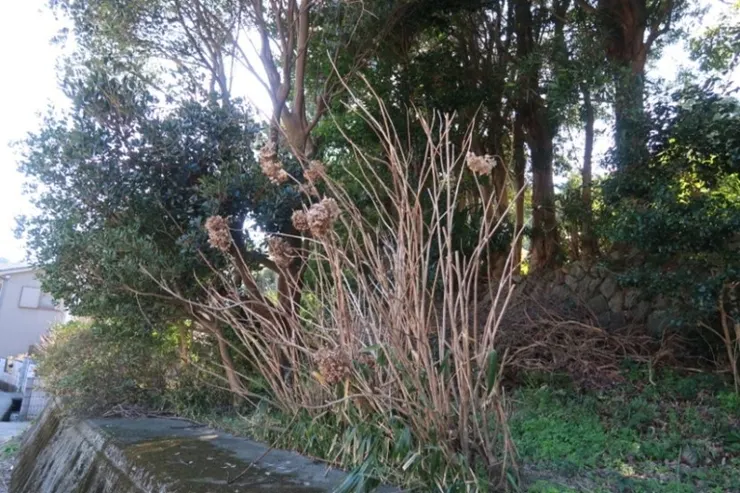 このような紫陽花、なんか気に入れます。