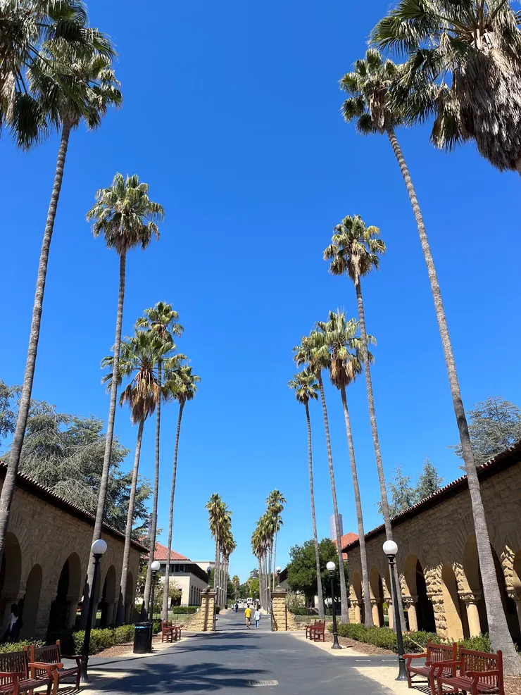 有點像台大的小椰林