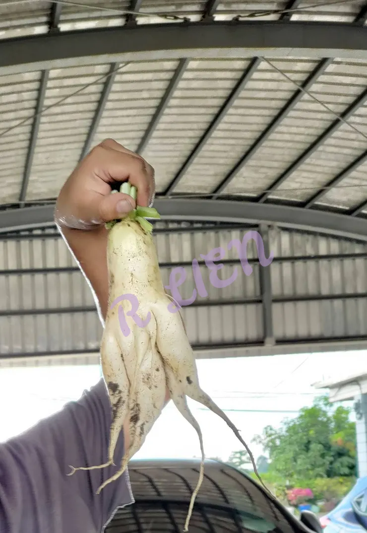 作者拍攝的蘿蔔