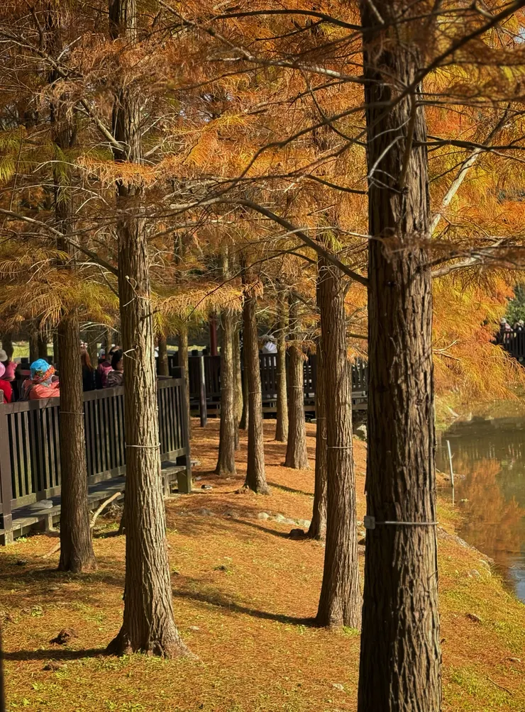 落羽松樹幹木質堅重、耐腐朽，可作建築、家具、造船用材